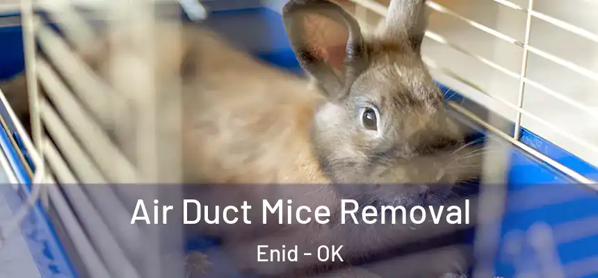 Air Duct Mice Removal Enid - OK